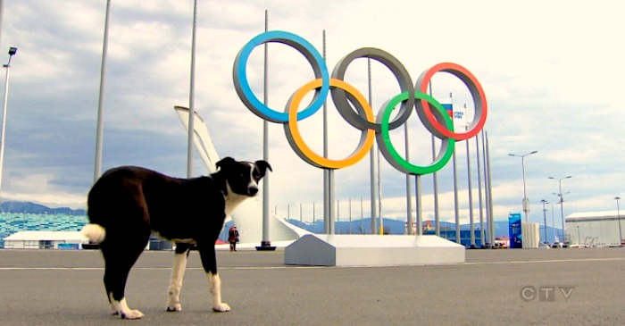 How to talk to your dogs and cats about the Sochi Olympics