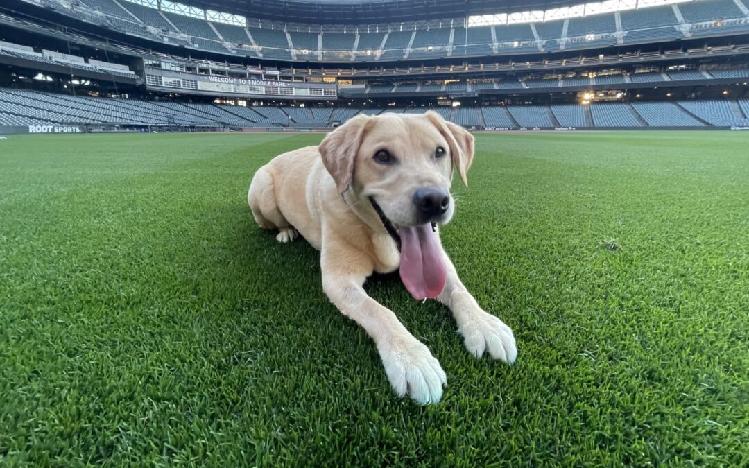 Tucker, the Mariners clubhouse dog
